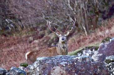 Head and top half of a Red Stag, part hidden by a rock in the countryside.