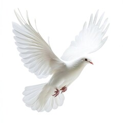 White dove in flight