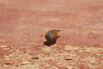 A single house bunting bird eating food on the ground