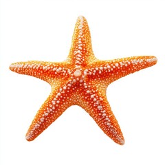 Orange Starfish