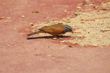 A single house bunting bird eating food on the ground
