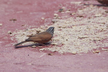 A single house bunting bird eating food on the ground