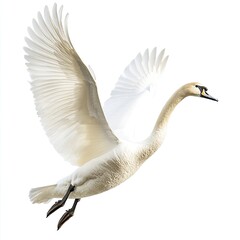 Swan in flight