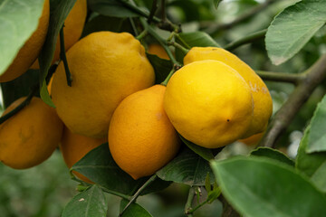Ripe Citrus Fruits on Meyer Lemon Tree in Greenhouse