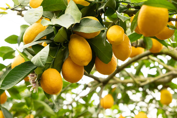 Beautiful background, lots of ripe yellow lemons on trees