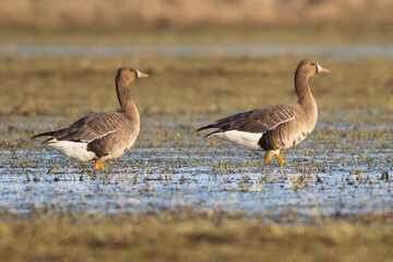 Pair of Greater white-fronted geese - Anser albifrons albifrons on meadow. Photo from Warta Mouth National Park in Poland.