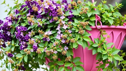Hanging Basket of Purple Buddleia and Green Barberry Plants on Pink