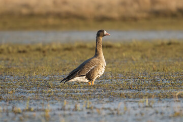 Greater white-fronted goose - Anser albifrons albifrons on meadow. Photo from Warta Mouth National Park in Poland.
