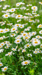 Camomile.Chamomile flower field.Field of camomiles at sunny day at nature.Spring, summer background. Meadow flowers. Medicinal plant.