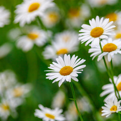 Camomile.Chamomile flower field.Field of camomiles at sunny day at nature.Spring, summer...