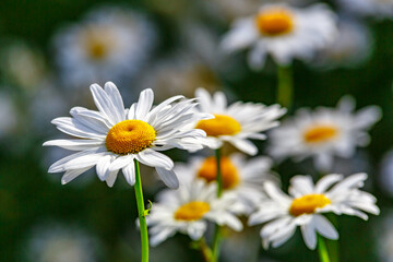 Camomile.Chamomile flower field.Field of camomiles at sunny day at nature.Spring, summer background. Meadow flowers. Medicinal plant.