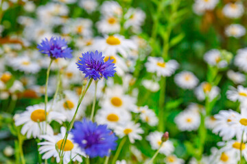 Camomile.Chamomile flower field.Field of camomiles at sunny day at nature.Spring, summer background. Meadow flowers. Medicinal plant.