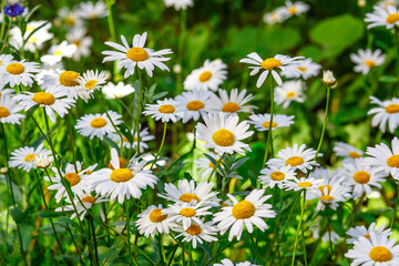 Fototapeta premium Camomile.Chamomile flower field.Field of camomiles at sunny day at nature.Spring, summer background. Meadow flowers. Medicinal plant.