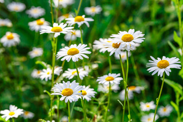 Fototapeta premium Camomile.Chamomile flower field.Field of camomiles at sunny day at nature.Spring, summer background. Meadow flowers. Medicinal plant.