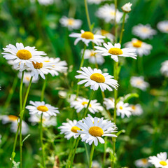 Obraz premium Camomile.Chamomile flower field.Field of camomiles at sunny day at nature.Spring, summer background. Meadow flowers. Medicinal plant.