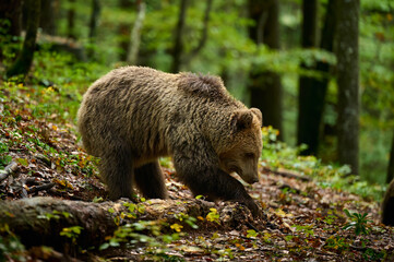 Brown bear searching the forest floor in autumn light