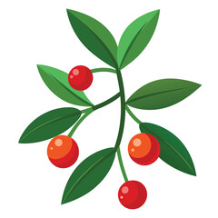 Christmas mistletoe isolated on white