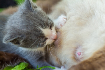 Maternal Love: Siamese Mother Cat and Nursing Kitten