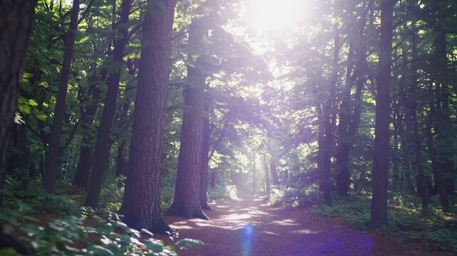 Forest path glowing with light, dreamlike woodland scene