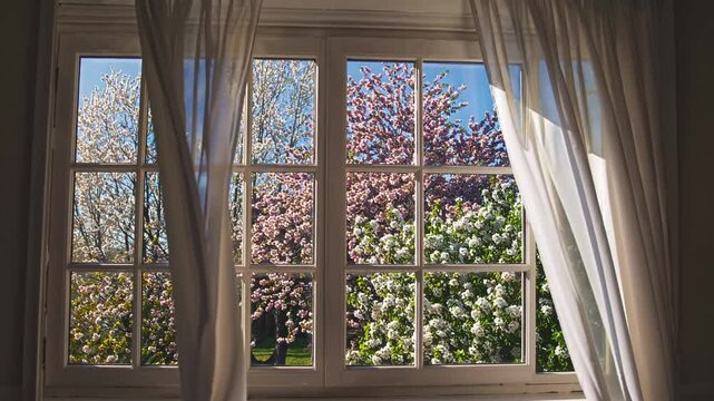 Open window with white curtains blowing in spring breeze, floral view