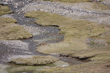 Andean Fox by a River in the Altiplano, Peruvian Andes