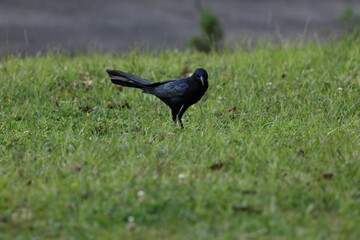 Great tailed grackle in grass