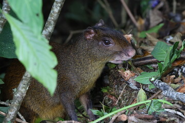 Agouti on forest floor