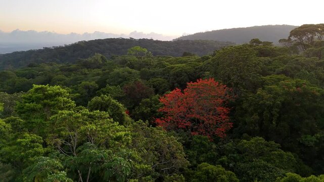 Flug &uuml;ber dichten Dschungel vor Sonnenaufgang in Guayacan, Costa Rica