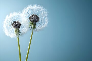 Obraz premium Close-up of dandelion seed heads against a blue background