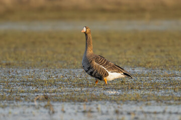 Greater white-fronted goose - Anser albifrons albifrons on meadow. Photo from Warta Mouth National Park in Poland.