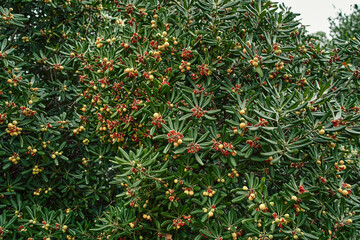 Red seeds among the green foliage of the mock orange bush in the park