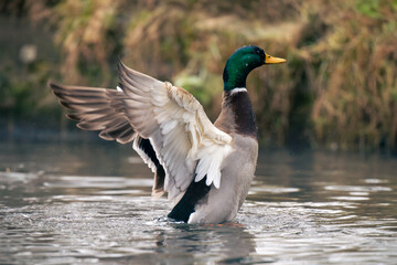 male mallard duck flapping wings