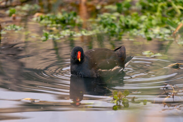 moorhen swimming in a lake