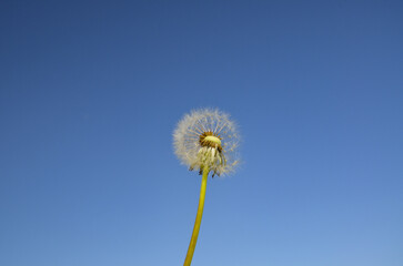 Closed Bud of a dandelion. Dandelion white flowers in green grass and heaven.