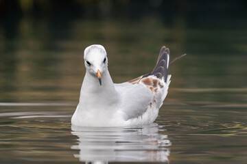 black headed gull swimming