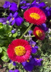 Bunte Blumen im Frühling in der Natur  mit Tausendschön in Pink und Hornveilchenin  Lila