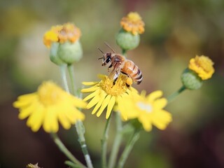 Honey bee on flower