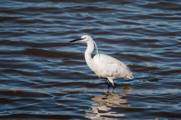 little egret standing in a lake