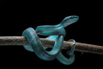 Trimeresurus insularis. Pit viper 