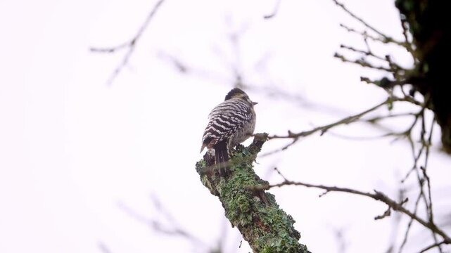 Ladder-backed Woodpecker Female - Perch and Departure