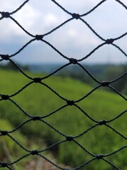 barbed wire fence with ricefield background