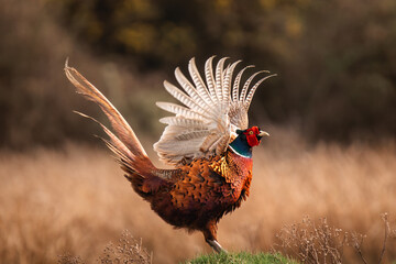 pheasant male in the wild flapping wings