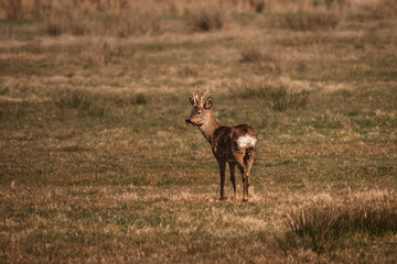 young deer in the woods