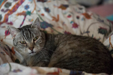 Alter getigerter Kater liegt im Bett