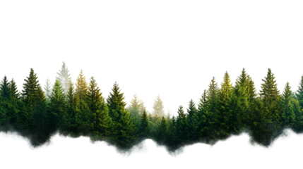 PNG of Lush green coniferous forest shrouded in morning mist, evoking a tranquil and serene atmosphere.