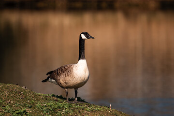 canada goose on the lake