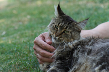 Naklejka premium Mann mit seiner Maine Coon Katze im Garten