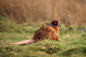 Fototapeta premium pheasant male in the grass