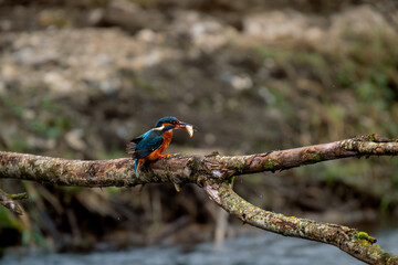 kingfisher on a branch holding a fish