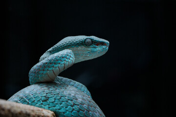 snake blue on a branch Trimeresurus insularis. Pit viper